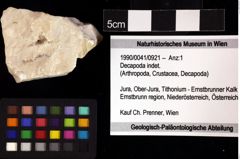 Foto (Objket + Etiketten) von Decapoda indet. 